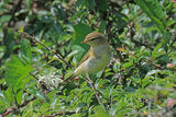 44102AC Willow Warbler