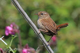 44249AC Wren