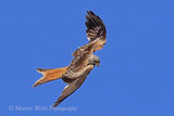 44266AC Red Kite