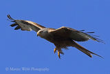 44268AC Red Kite