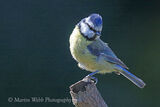 44400AC Blue Tit