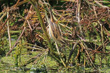 44664AC Sedge Warbler