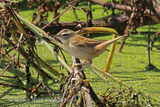 44668AC Sedge Warbler
