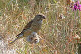 44694AC Linnet