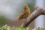 44745AC Robin
