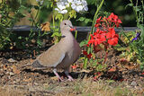 44807AC Collared Dove