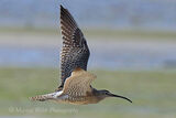 45032AC Curlew