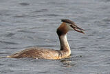 45128AC Great Crested Grebe