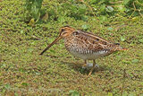 45197AC Common Snipe