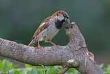 45218AC House Sparrow