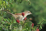 45226AC Whitethroat