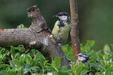 45376AC Great Tit