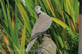 46461AC Collared Dove
