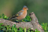 45552AC Chaffinch