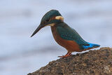 45617AC Kingfisher