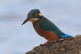 45618AC Kingfisher