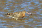 45798AC Black-tailed Godwit