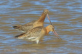 45804AC Black-tailed Godwit