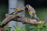45817AC Goldfinch
