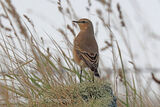 45959AC Northern Wheatear