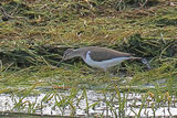 46064AC Common Sandpiper