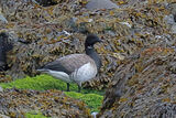 46196AC Pale-bellied Brent Goose