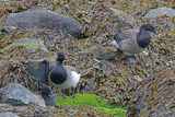 46205AC Pale-bellied Brent Goose