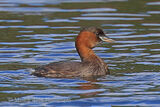 46250AC Little Grebe