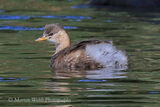 46255AC Little Grebe