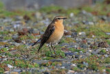 46392AC Northern Wheatear