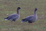 46479AC Pink-footed Goose