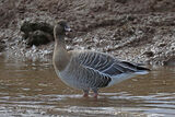 46488AC Pink-footed Goose