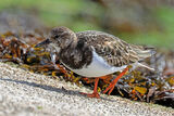 46573AC Turnstone