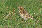 46755AC Meadow Pipit