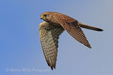 46767AC Kestrel