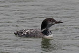 46897AC Great Northern Diver