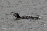 46909AC Great Northern Diver