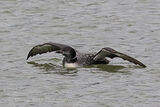 46912AC Great Northern Diver