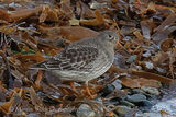 46953AC Purple Sandpiper