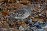 46955AC Purple Sandpiper