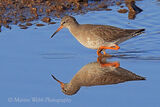 47083AC Redshank