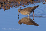 47085AC Redshank