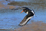47166AC Oystercatcher