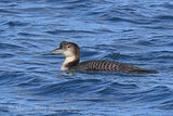 47198AC Great Northern Diver