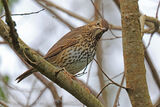 47396AC Song Thrush