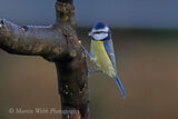 47399AC Blue Tit