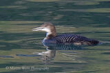 47419AC Great Northern Diver