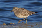 47540AC Grey Plover