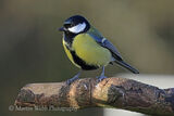 47742AC Great Tit