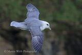47783AC Fulmar